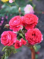 Роза флорибунда Черри Гёрл