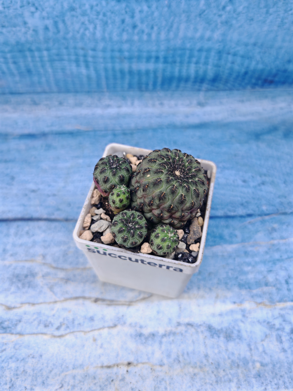 Sulcorebutia Rauschii (Сулькоребуция)