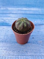 Euphorbia Obesa (Эуфорбия)