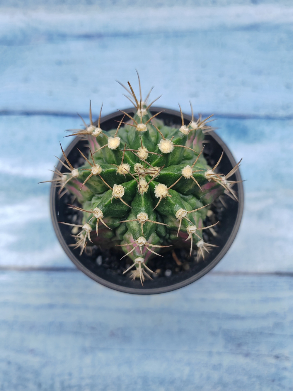 Gymnocalycium T-Rex Pink hybride (Гимнокалициум T-rex)
