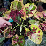 Каладиум THEP JING JANG – TRULY AMAZING