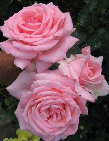 Роза Хелен Робинсон