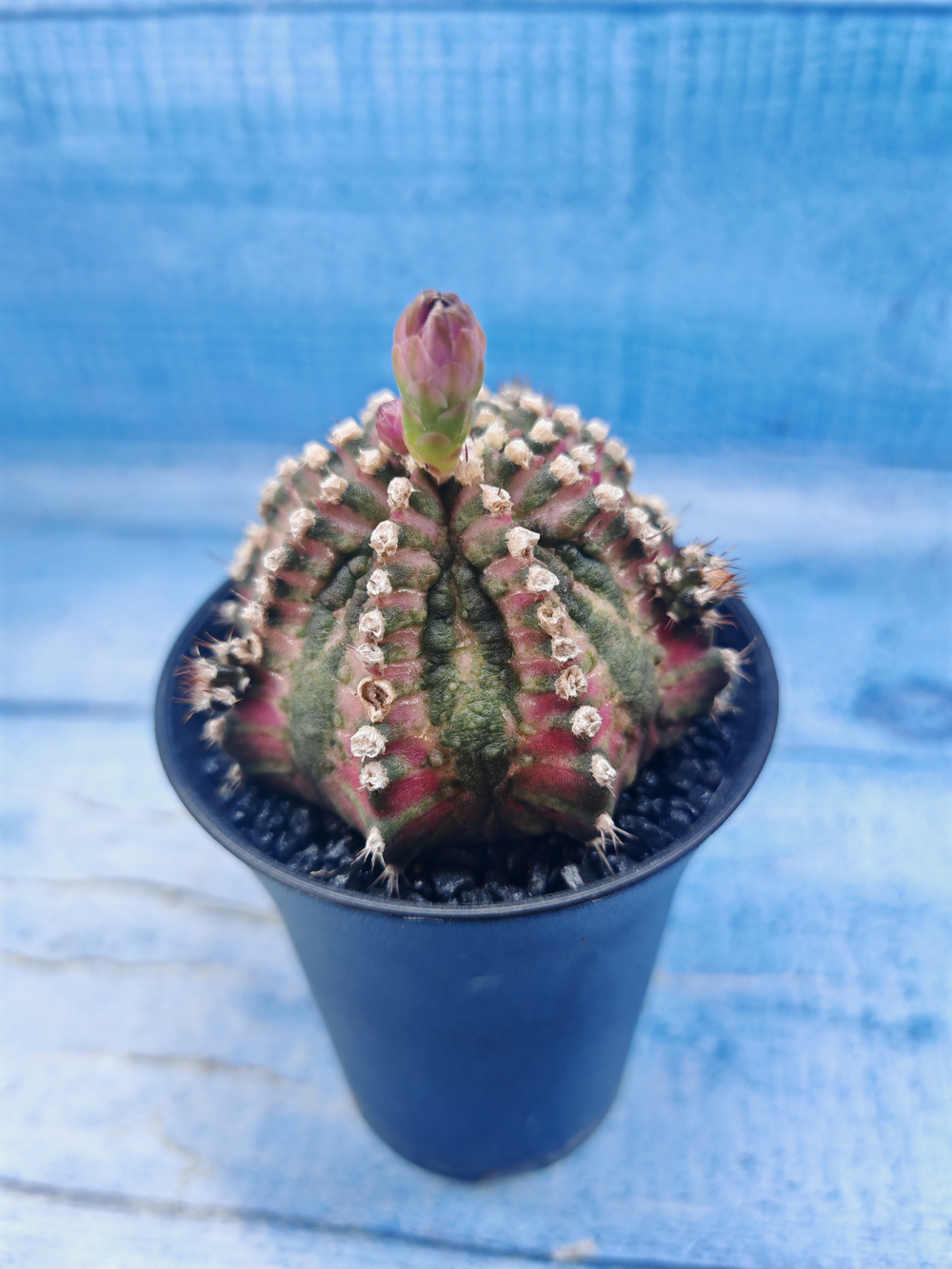 Gymnocalycium T-Rex Pink hybrid (Гимнокалициум)