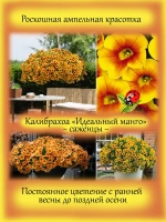 Калибрахоа Идеальный манго ампельная