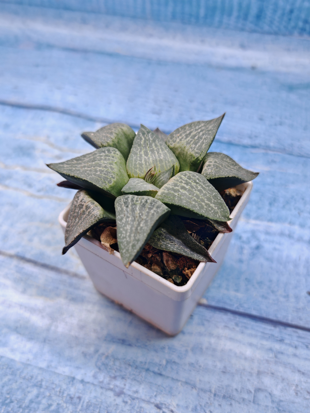 Haworthia Comptoniana hyb. (Хавортия)