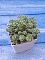 Rebutia Fabrisii (Ребуция)