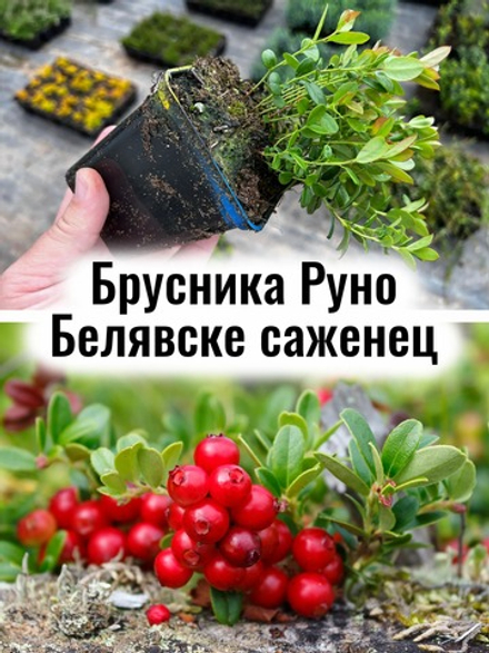 Брусника крупноплодка Руно Белявске ягоды многолетка саженец