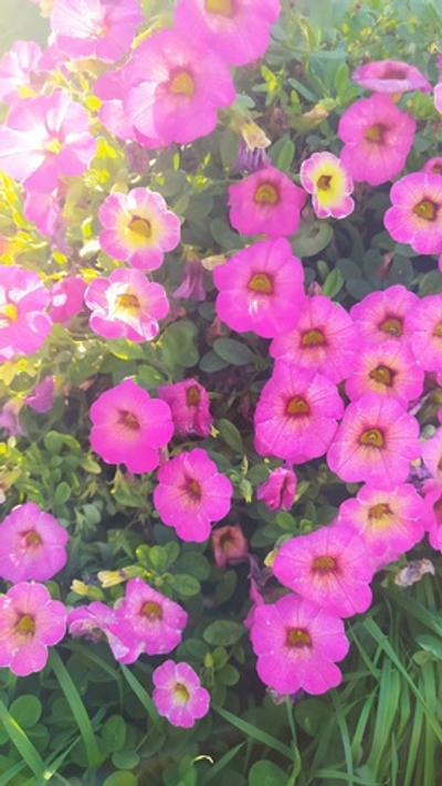 К21 Калибрахоа Ombre pink