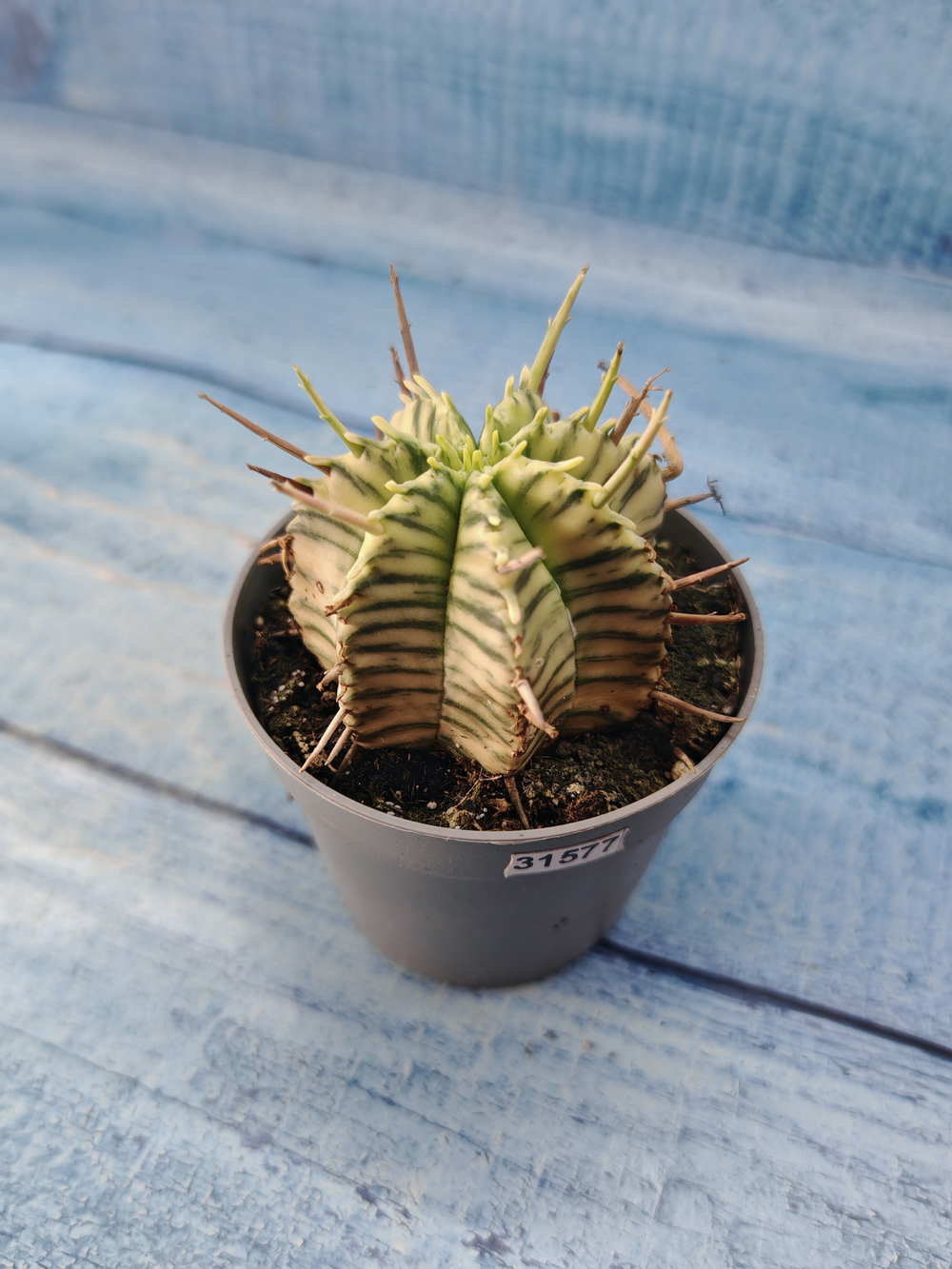 Euphorbia meloformis f. Variegated (Эуфорбия вариегатная)
