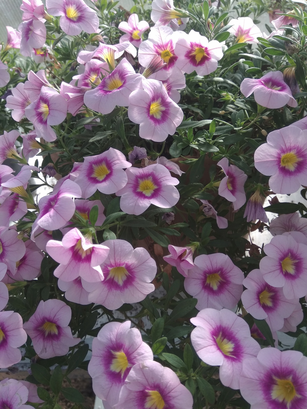 К8 Калибрахоа BLOOMTASTIC ROSE QUARTZ