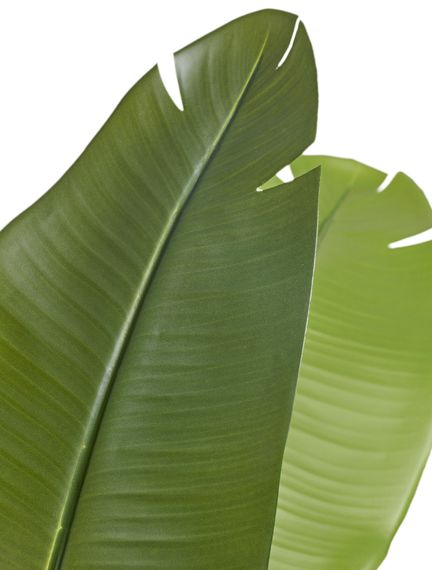 Стрелиция New Style (Sensitive Botanic) 110 см