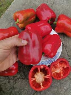 Сладкий Перец — Урожайный Гусева