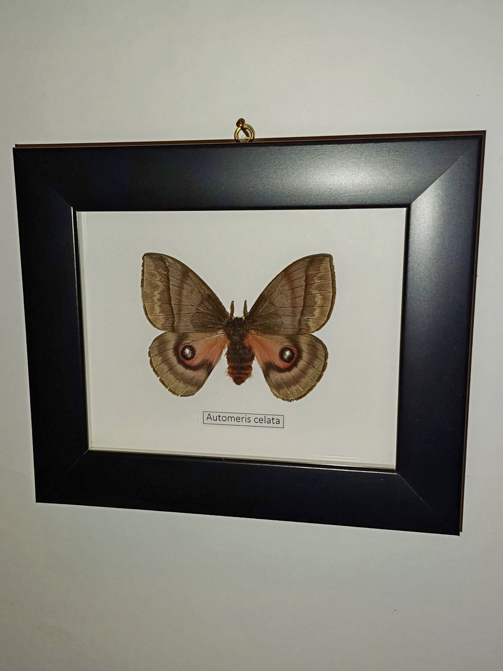 Бабочка Automeris celata самка в рамке