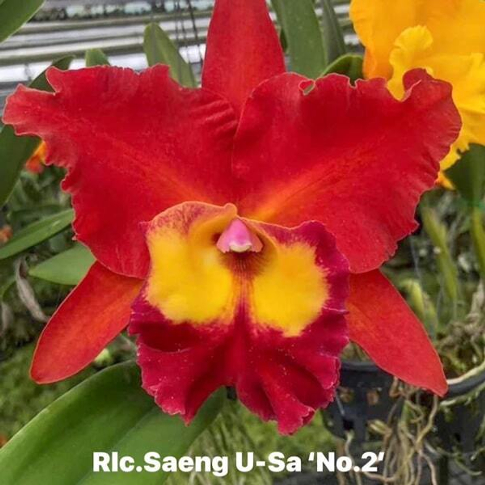 Орхидея ринхолелиокаттлея RLC. SAENG U-SA #2
