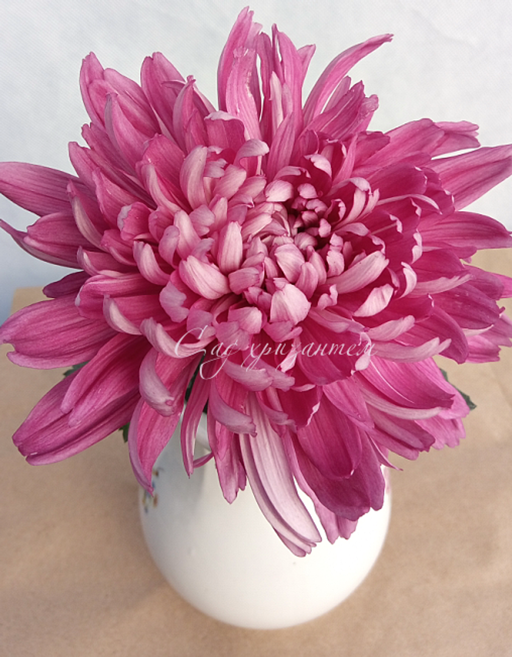 Хризантема одноголовая Resume SPL /о.57/поставка весна 2026г/
