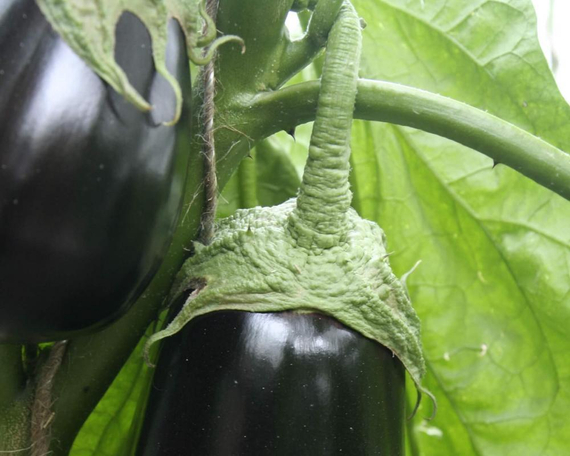Боггарт F1 семена баклажана (Гавриш) плод – фото 3