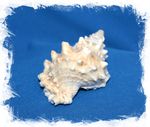 Морская ракушка Бурса Лиссостома, 8-12см, 1шт