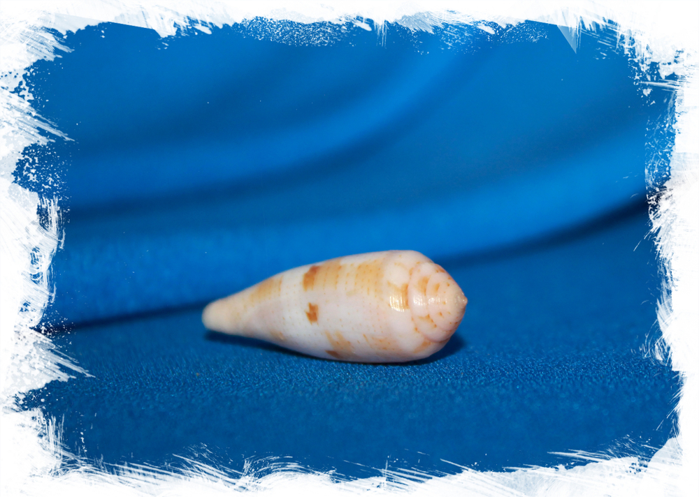 Конус лутеус