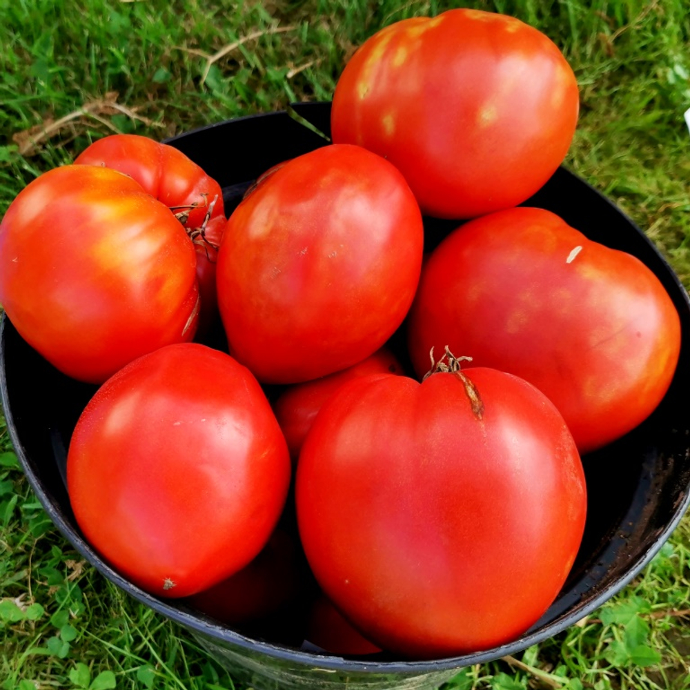 Помидоры - Второе Красное Сердце Быка