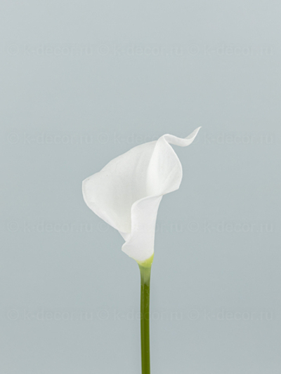 Каллы латекс