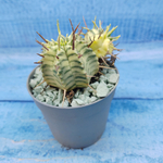 Euphorbia meloformis f. Variegated (Эуфорбия вариегатная)