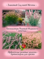 Злак Пеннисетум Розовый Фламинго многолетник