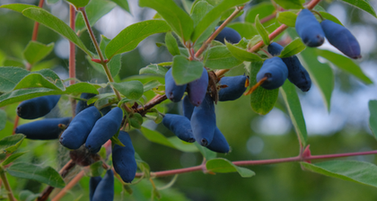 Жимолость Лавина