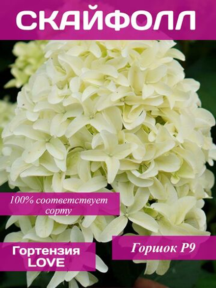Скайфол гортензия метельчатая