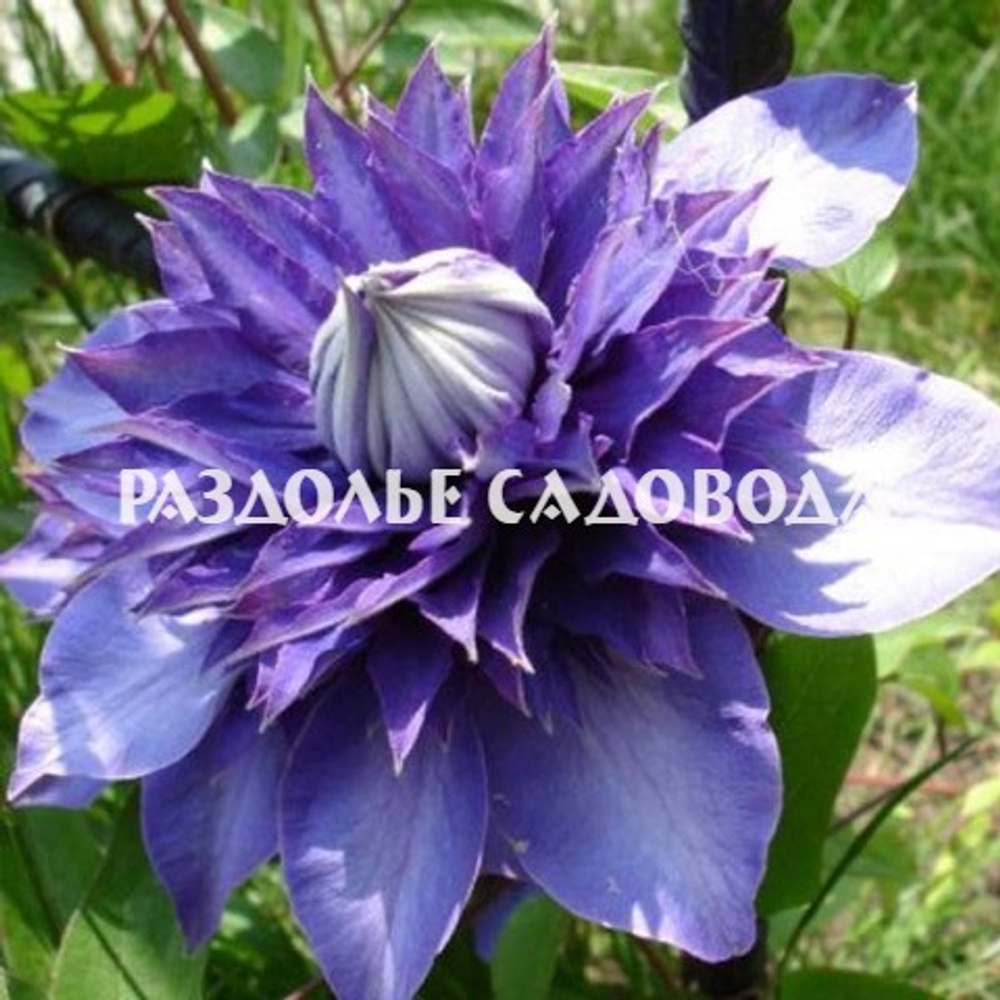 Клематис крупноцветковый Мульти Блю