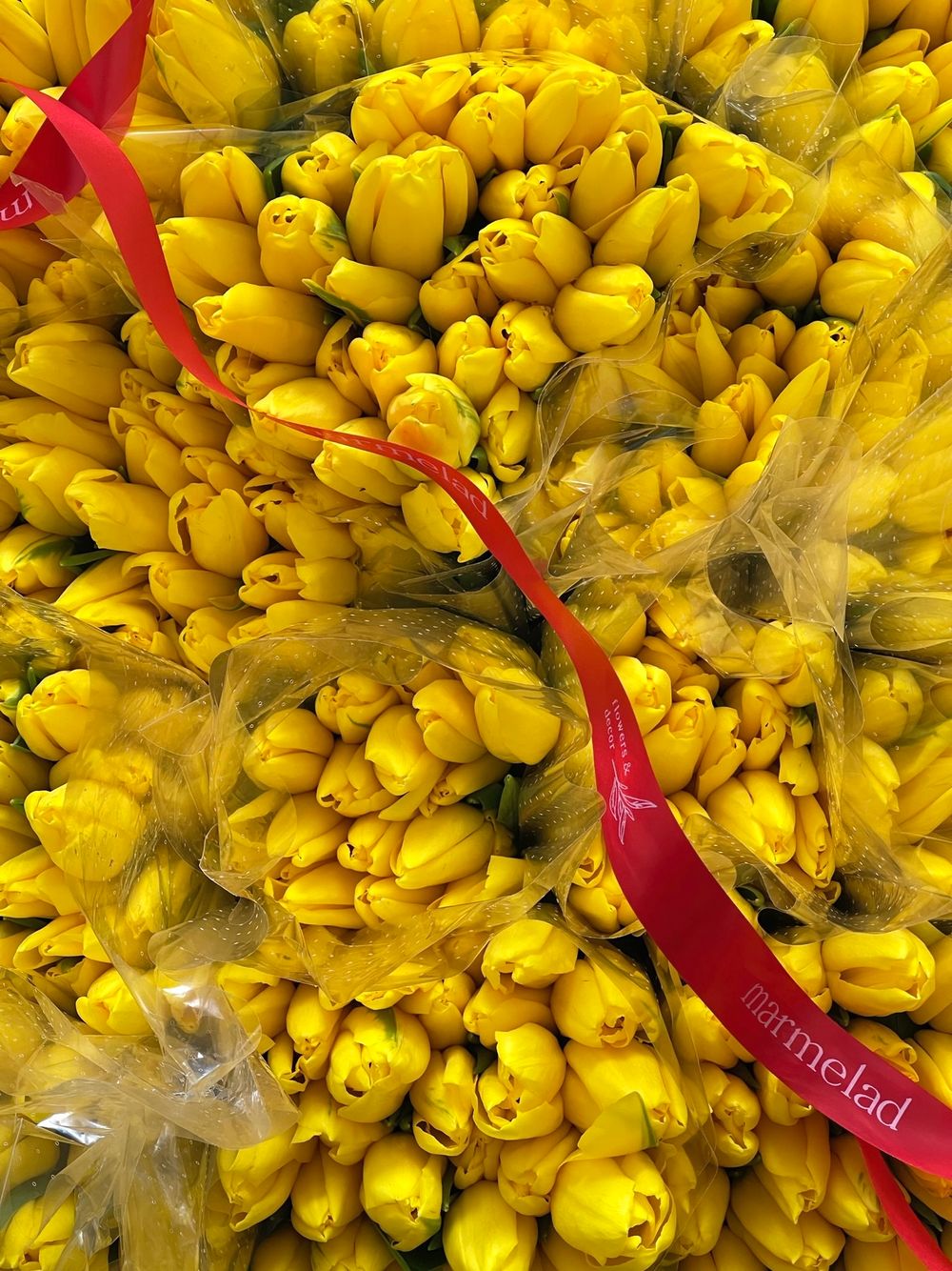 Тюльпаны классика - желтый цвет