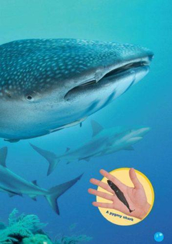 The Tiger Shark. Reader. Книга для чтения