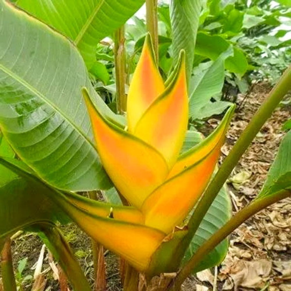 Геликония STRICTA DORADA GOLD (Н118)