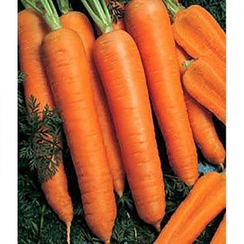 Камаран F1 семена моркови курода/шантане (Bejo / Бейо)