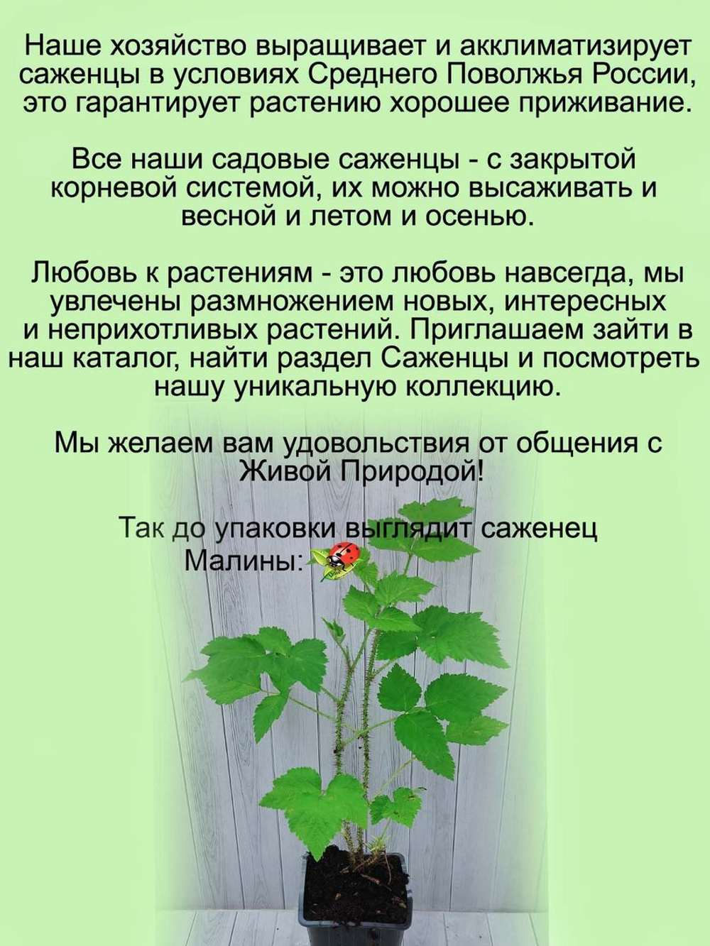 Малина ремонтантная Энросадира красная
