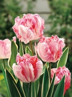 Тюльпан Попугайный Сильвер Пэррот