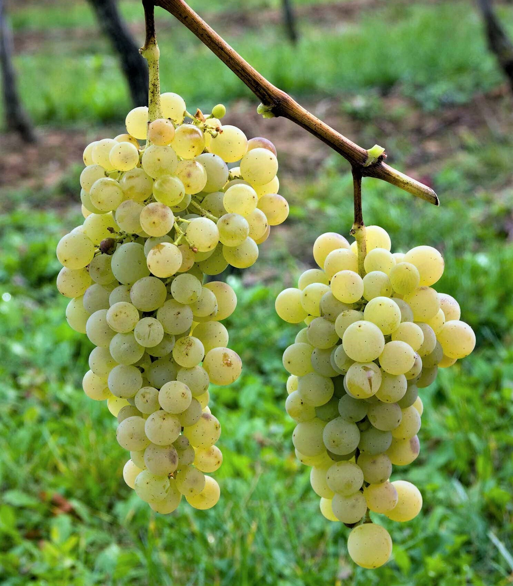 Виноград Мускат Белый , Срок созревания средний 1шт