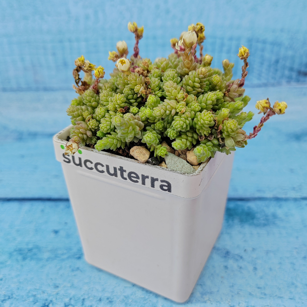 Sedum compactum (Седум)