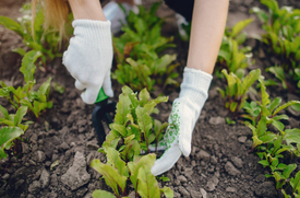 Преимущества и недостатки семян в гранулах (драже)