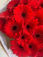 Букет из гербер в красном оттенке 25 шт