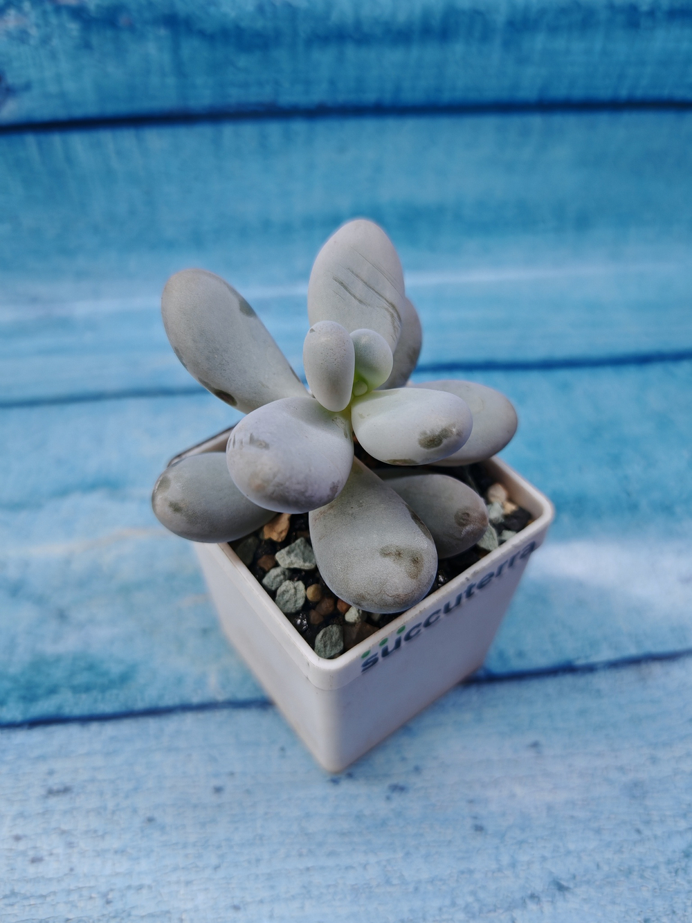 Pachyphytum Oviferum (Пахифитум)