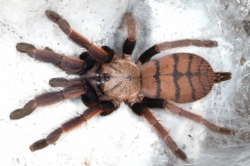 Паук-птицеед Chilobrachys fimbriatus (Хилобрахис фимбриатус)