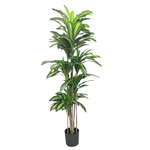 Драцена лайм 180 см