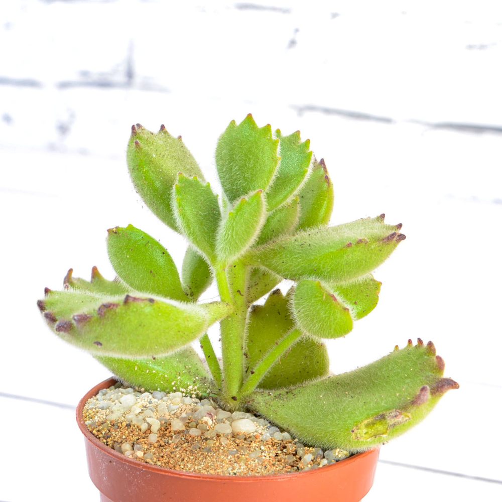 Cotyledon Tomentosa (Котиледон)