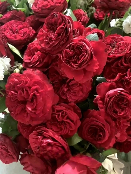 РОЗА АДМИРАЛ