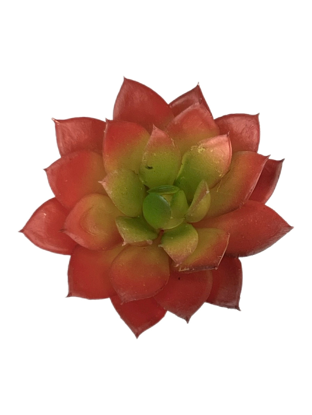 Суккулент 126 мини красный