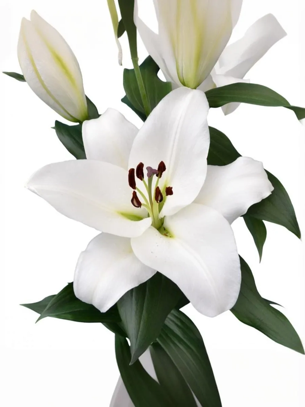 Лилия Петакас (ОТ-гибрид)