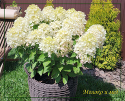 Гортензия метельчатая Милк энд Хани- Молоко и Мёд (Hydrangea paniculata `Milk and Honey`)