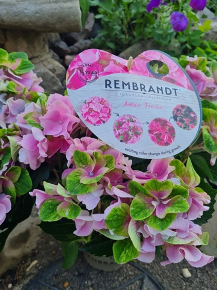 Antiko Fresco Pink/Антико Фреско пинк (Стандарт поставки Р9)2025г