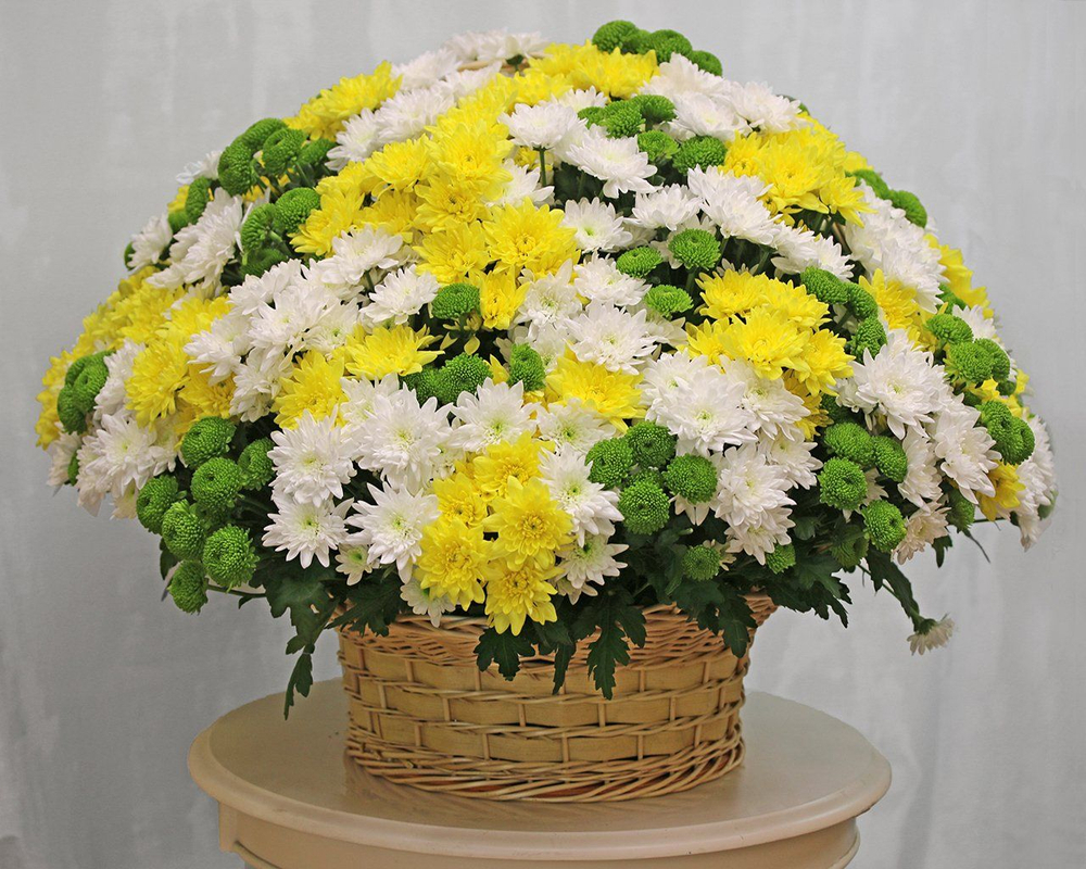 Хризантема кустовая