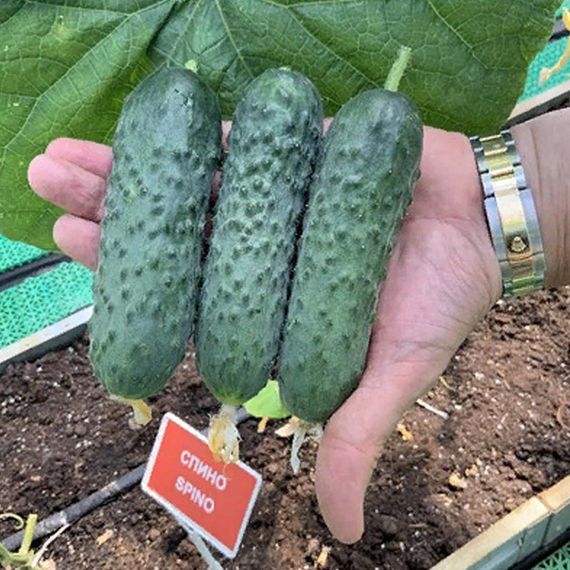 СПИНО F1 семена огурца партенокарпического (Syngenta) купить